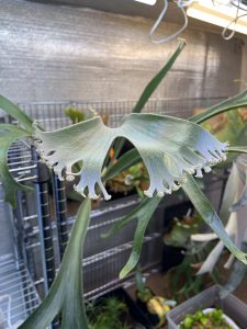 多分岐の王がちょい本気を出してきた。