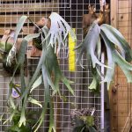 P.willinckii (Group FRK)の個体差。