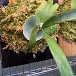 P.willinckii 'Aplus'