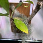 ミルメコディア・ツベローサの葉の色が黄色に...