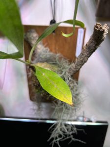 ミルメコディア・ツベローサの葉の色が黄色に...