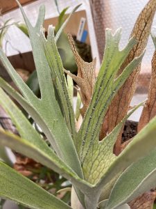 君は（凄く良い）P.veitchii