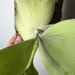 P.willinckii sporeling (Group-FRK)の...
