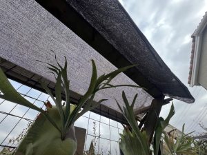 【遮光】夏に向けてのビカクシダ。