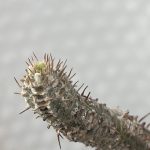 お目覚めのグラキリス。