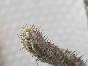 お目覚めのグラキリス。