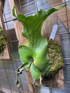 胞子葉が休眠中だけど育つクアドリ。