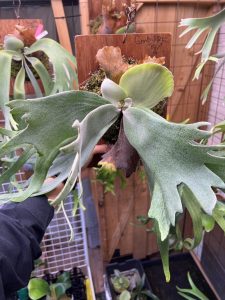 いじけ続けているウィリンキー。