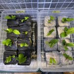 またしょうもない実験を...