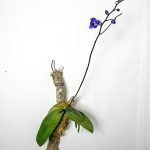 青い胡蝶蘭「BLUE GENE」着生仕立てでの開花。