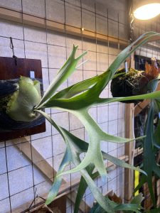 お友達の胞子培養個体...