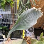 展開し始めの胞子葉に傷がつくと...