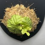 P.ridleyi Dwarfの仕立て直し。