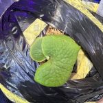 小さいカタツムリが湧いたビカクシダの対策。