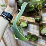 子株の表現に注目したい。