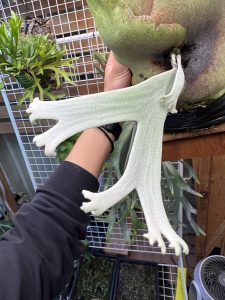 分岐が出てきたウィリンキー胞子培養。#ねスポ