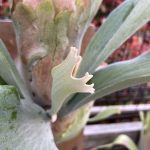 直射でも焼けないビカクシダ...