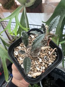 ドルステニア・フォエチダが増える...