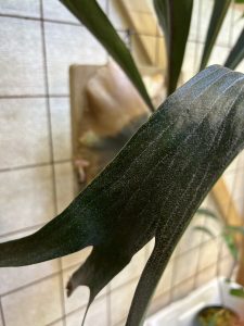 こんなの...見たことない...！