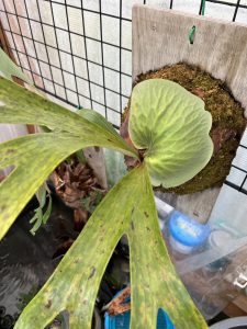 暖かい時期に動くビカクシダ...