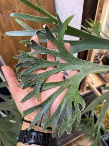 P.'Nami' が分岐やべっ