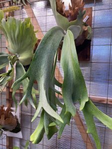 広葉のウィリンキー...【胞子培養】