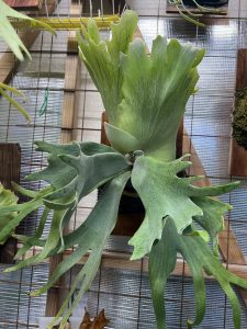 P.willinckii ”Bakuha”（仮）（笑）【胞子培養】