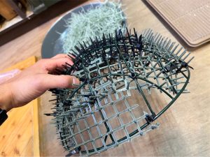 【100均園芸】ウスネオイデスが超育ちそうなボールDIY！！