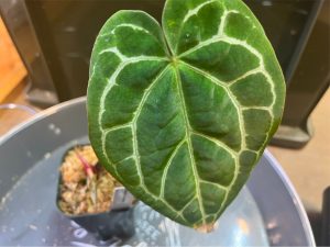 Anthurium crystallinumを買ったぜ！！！！！