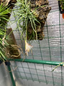 T.Recurvata（レクルバータ）の開花からの...
