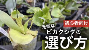【初心者向け】ビカクシダの選び方...