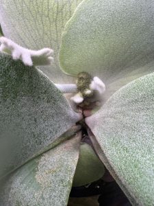 成長点がどうしたらいいのかわからないビカクシダ。