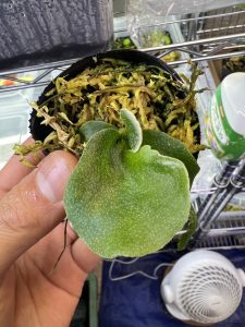 「エー組」というグループ...