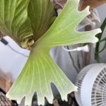 分岐の美しいビカクシダ...