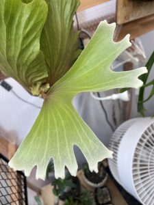 分岐の美しいビカクシダ...