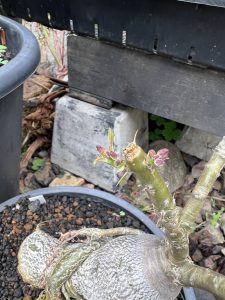 パキポ・サキュレンタム剪定後の分岐始まり。