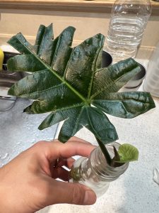 私はセローム...？