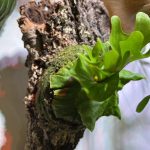 リドレイドワーフをコルク付けに...