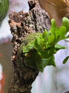 リドレイドワーフをコルク付けに...