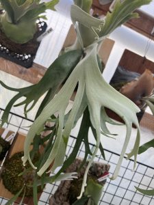 胞子培養株が親を越えるとき...