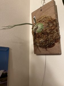 今年もなんだかんだビカクを買いまくる。。。