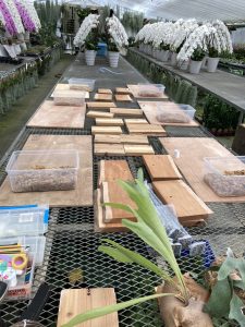 ビカクシダ板付ワークショップを開催してみた。