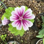 マロウコモンの開花。