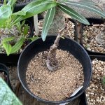 センナが起きた...