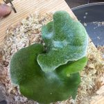 気になるスポア。