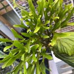 今日は北千住でお待ちしております。#ビカク横丁