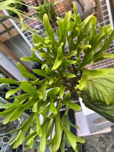 今日は北千住でお待ちしております。#ビカク横丁