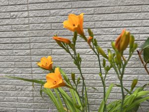 ビオトープの夏が来た...