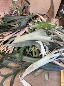 定期的な剪定...