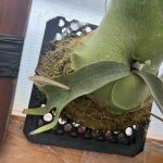 古葉の使い方。